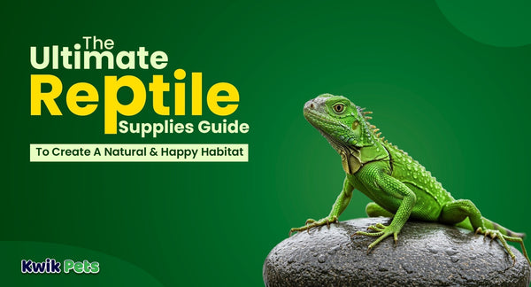 Reptile Supplies