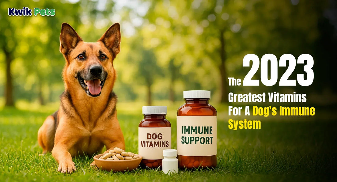 The 2023 Greatest Vitamins For A Dog's Immune System