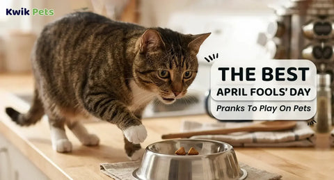 The Best April Fools’ Day Pranks To Play On Pets