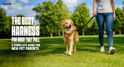 The Best Harness for Dogs That Pull: A Complete Guide for New Pet Parents