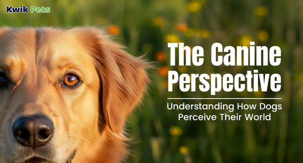 The Canine Perspective: Understanding How Dogs Perceive Their World