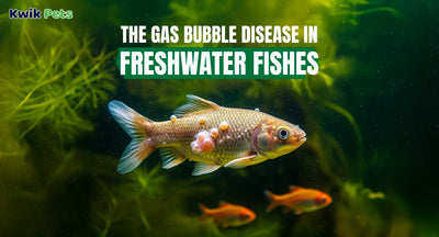 The Gas Bubble Disease In Freshwater Fishes