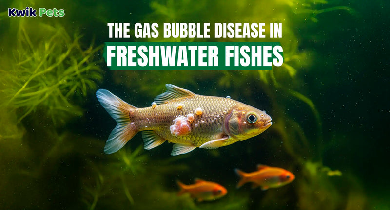 The Gas Bubble Disease In Freshwater Fishes