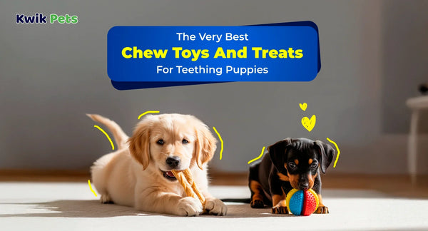 Best Chew Toys And Treats