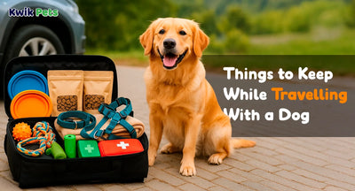 Things to Keep While Travelling With a Dog