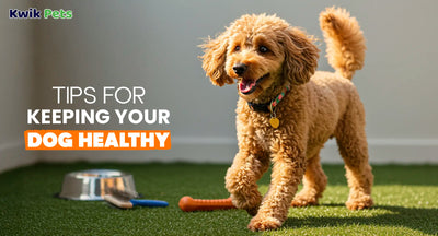 Tips for Keeping Your Dog Healthy