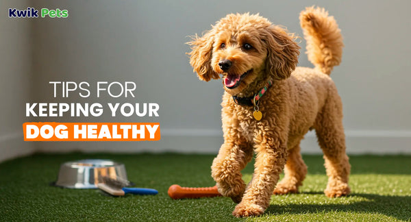 Tips for Keeping Your Dog Healthy