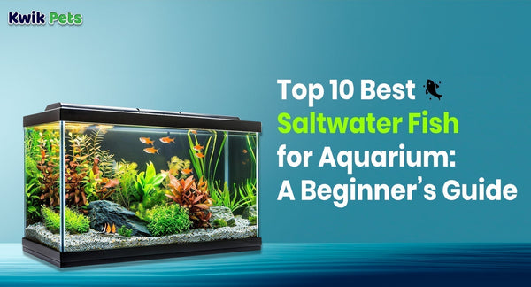 Top 10 Best Saltwater Fish for Aquarium: A Beginner’s Guide