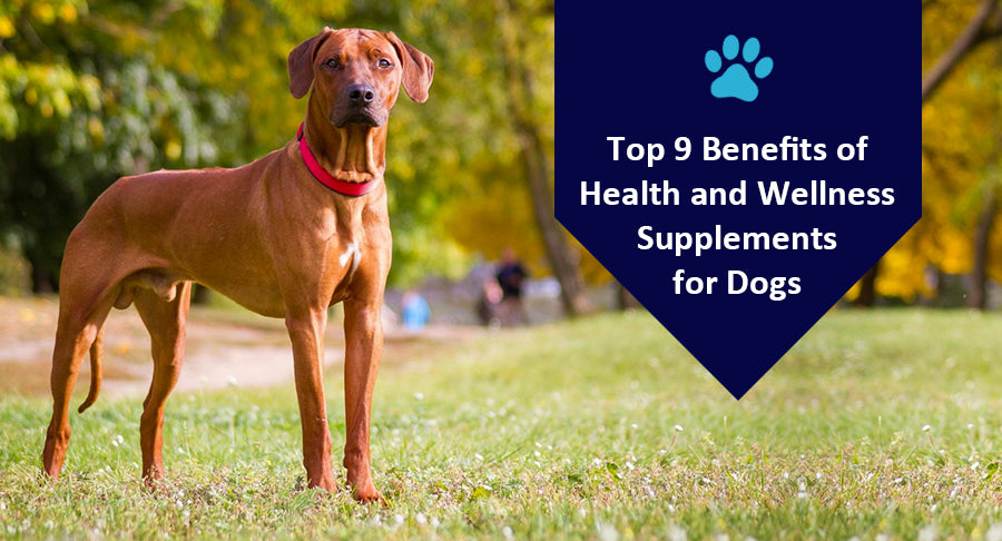 Top 9 Benefits of Health and Wellness Supplements for Dogs