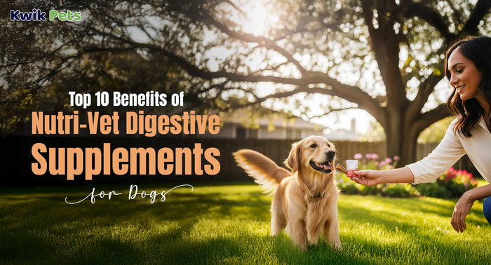 Top 10 Benefits of Nutri-Vet Digestive Supplements for Dogs