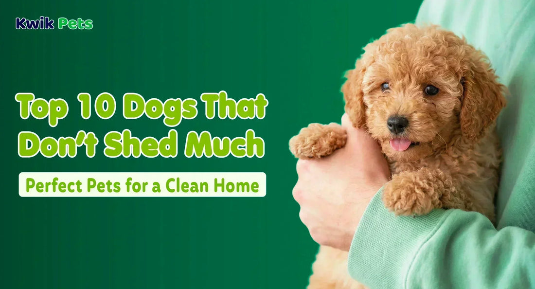 Top 10 Dogs That Don’t Shed Much