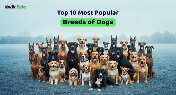Top 10 Most Popular Breeds of Dogs