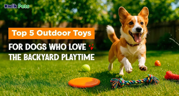 Top 5 Outdoor Toys For Dogs Who Love The Backyard Playtime