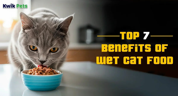 Top 7 Benefits of Wet Cat Food
