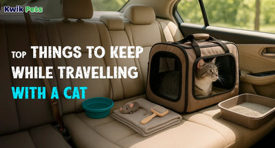 Top Things to Keep While Travelling With a Cat