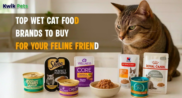 Top Wet Cat Food Brands to Buy for Your Feline Friend