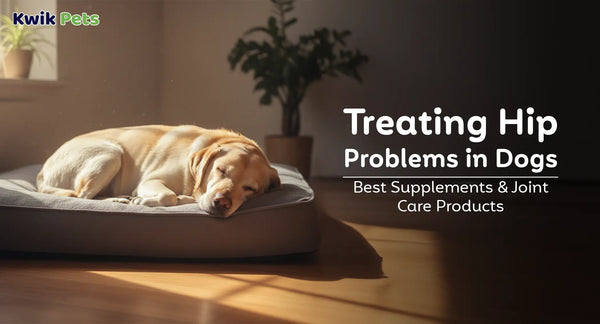 Treating Hip Problems in Dogs: Best Supplements & Joint Care Products