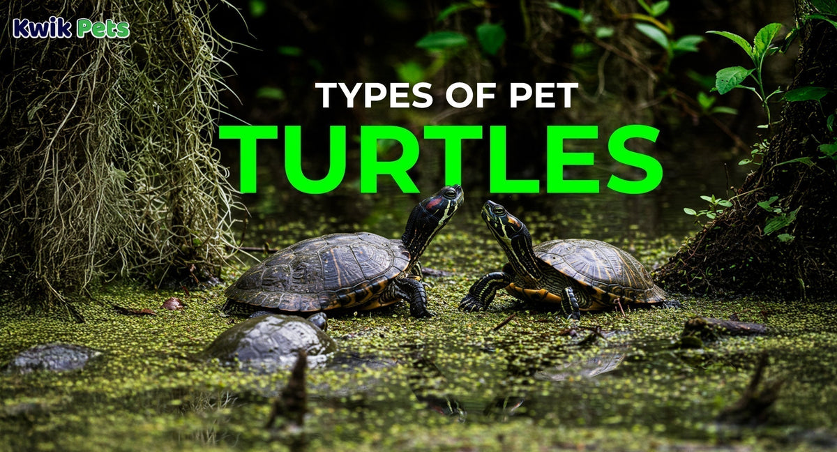 10 Types of Pet Turtles You Can Own (Care, Temperament & Lifespan)