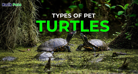10 Types of Pet Turtles You Can Own (Care, Temperament & Lifespan)