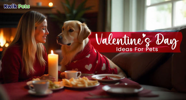 Valentine’s Day Ideas For Pets