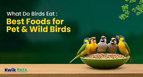 What Do Birds Eat: Best Foods for Pet & Wild Birds