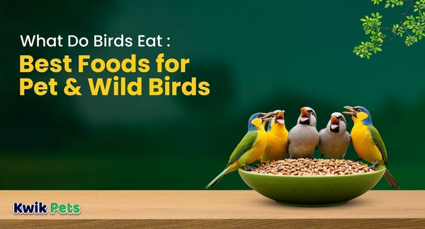what do birds eat