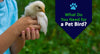 What Do You Need for a Pet Bird?