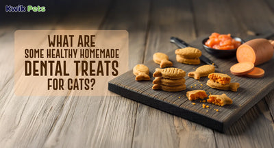 What Are Some Healthy Homemade Dental Treats For Cats?