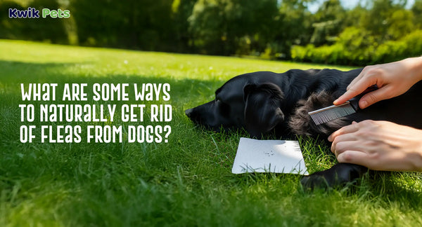Naturally Get Rid Of Fleas From Dogs