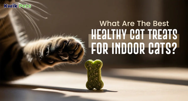 What Are The Best Healthy Cat Treats For Indoor Cats