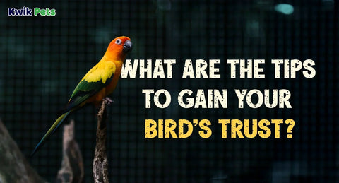 How to Get A Wild Bird to Trust You? Tips To Gain Your Bird's Trust
