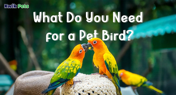 What do you need for a pet bird