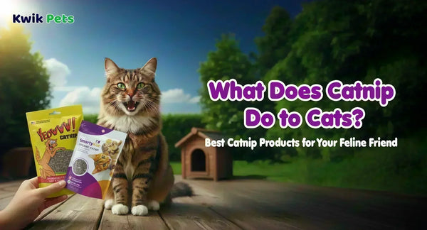 What Does Catnip Do to Cats? Best Catnip Products for Your Feline Friend