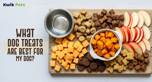 What Dog Treats Are Best For My Dog?