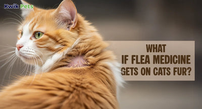 What If Flea Medicine Gets On Cats Fur?