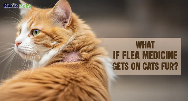 What If Flea Medicine Gets On Cats Fur?