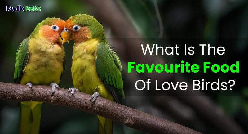 What is the favourite food of love birds