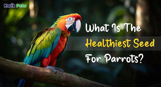 What Is The Healthiest Seed For Parrots