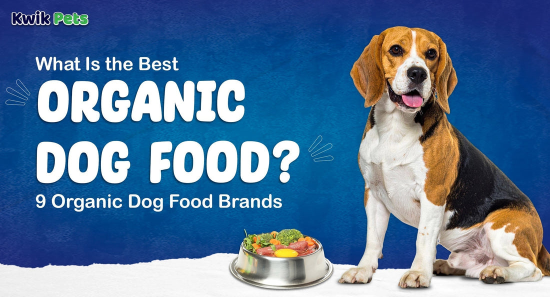 organic dog food