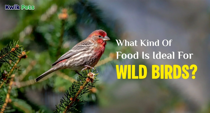 What Kind Of Food Is Ideal For Wild Birds?