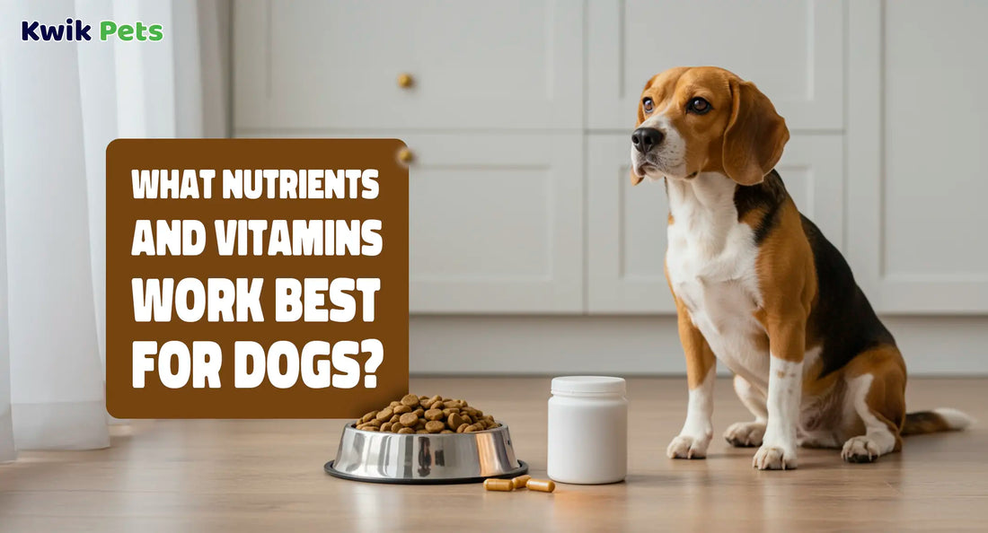 What Nutrients And Vitamins Work Best For Dogs