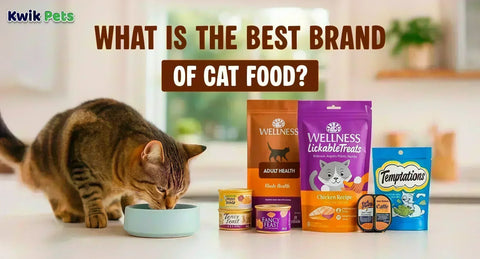 Best Cat Food Brands (2026): Vet-Informed Picks for Every Cat