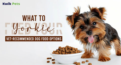 What to Feed Your Yorkie: Vet-Recommended Dog Food Options
