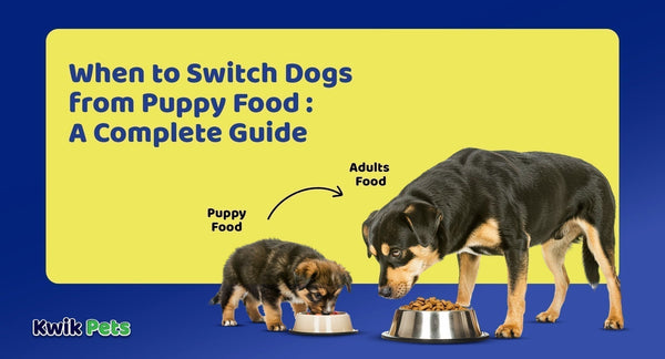 When to Switch Dogs from Puppy Food