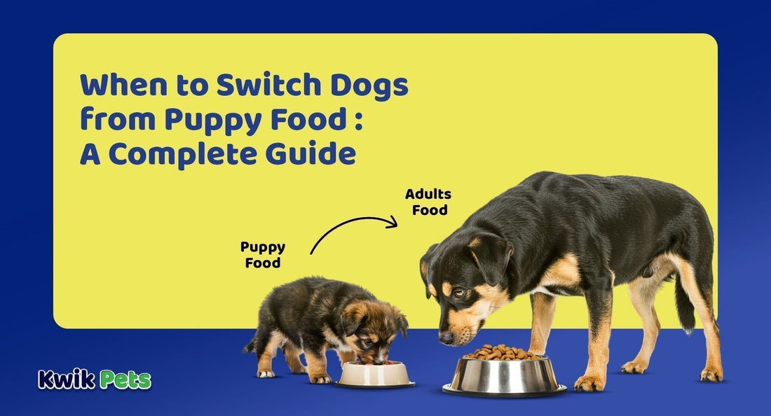 When to Switch Dogs from Puppy Food