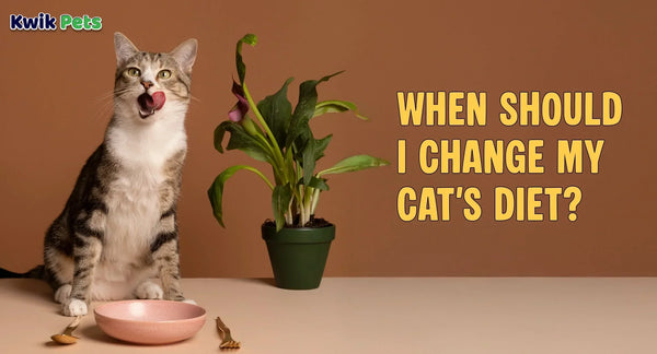 When Should I Change My Cat's Diet 
