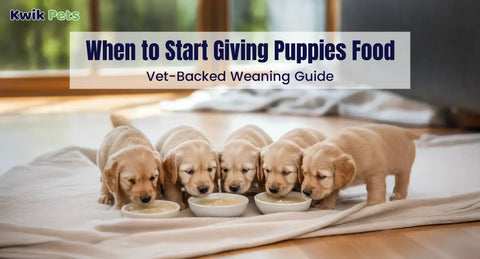 When to Start Giving Puppies Food – Vet-Backed Weaning Guide