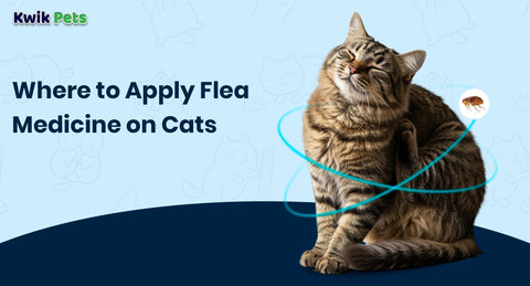Where to Apply Flea Medicine on Cats (Step-by-Step Vet Guide)
