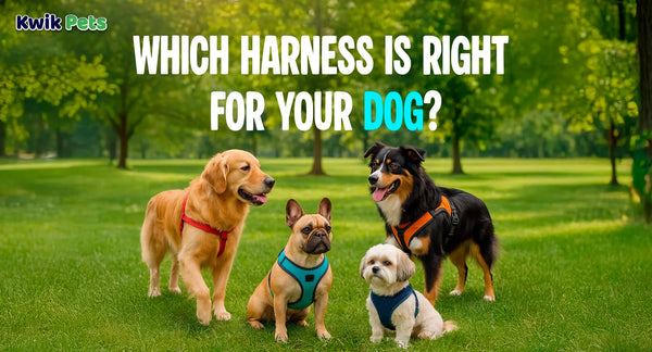 Which Harness is Right for Your Dog?