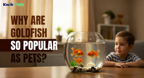 Why Are Goldfish So Popular As Pets?